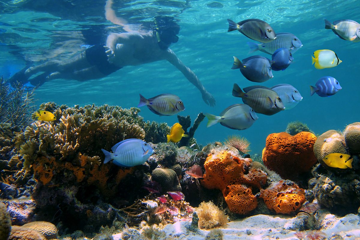 a bunch of people are underwater