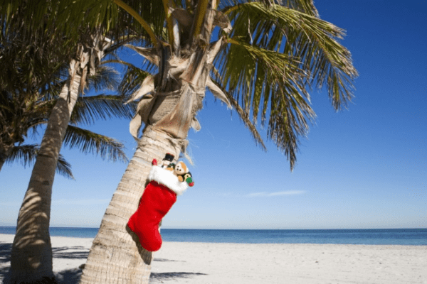 Christmas-Restaurants- a beach with a palm tree in front of a body of water