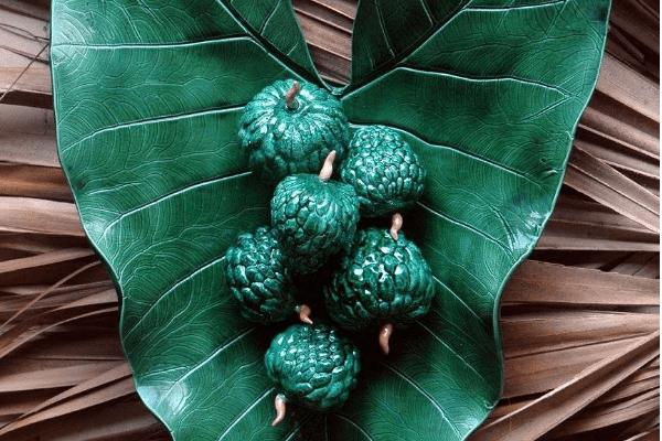 GiftGuide15 a close up of a green leaf