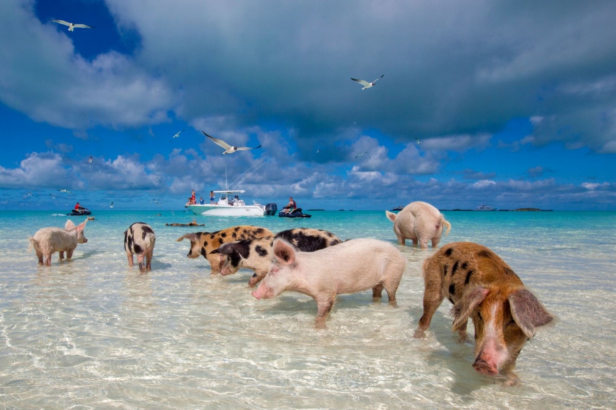 a group of pigs on a beach with a dog
