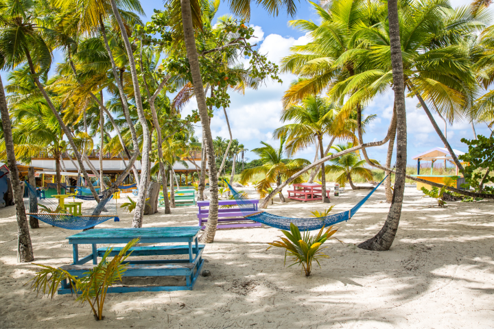 a row of palm trees on a beach